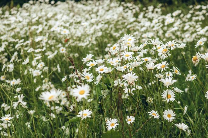 Daisies
