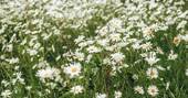 Daisies