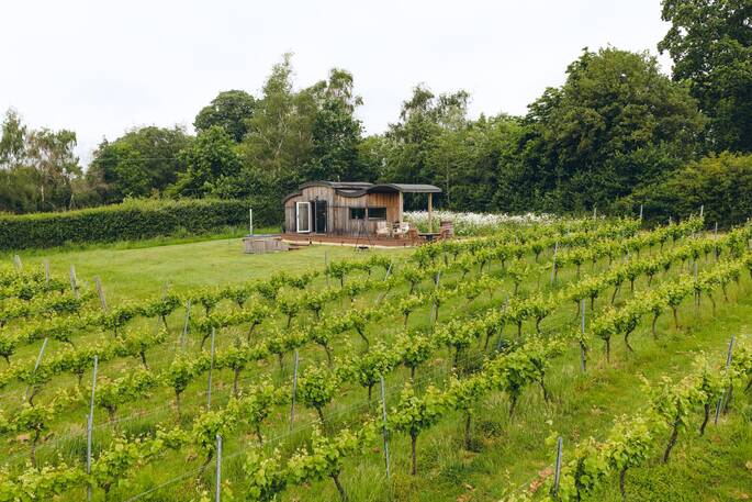 Grape Escape in the vinyard