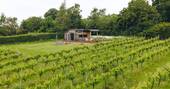 Grape Escape in the vinyard