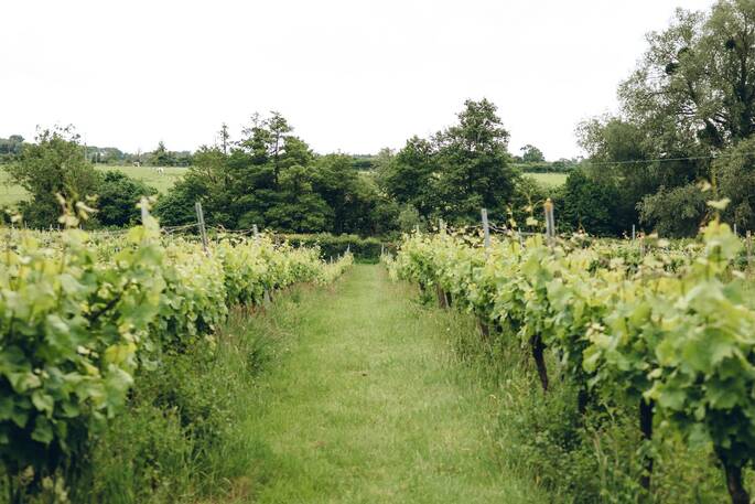 Vineyard