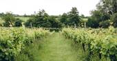 Vineyard