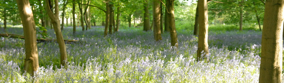Bluebell Wood