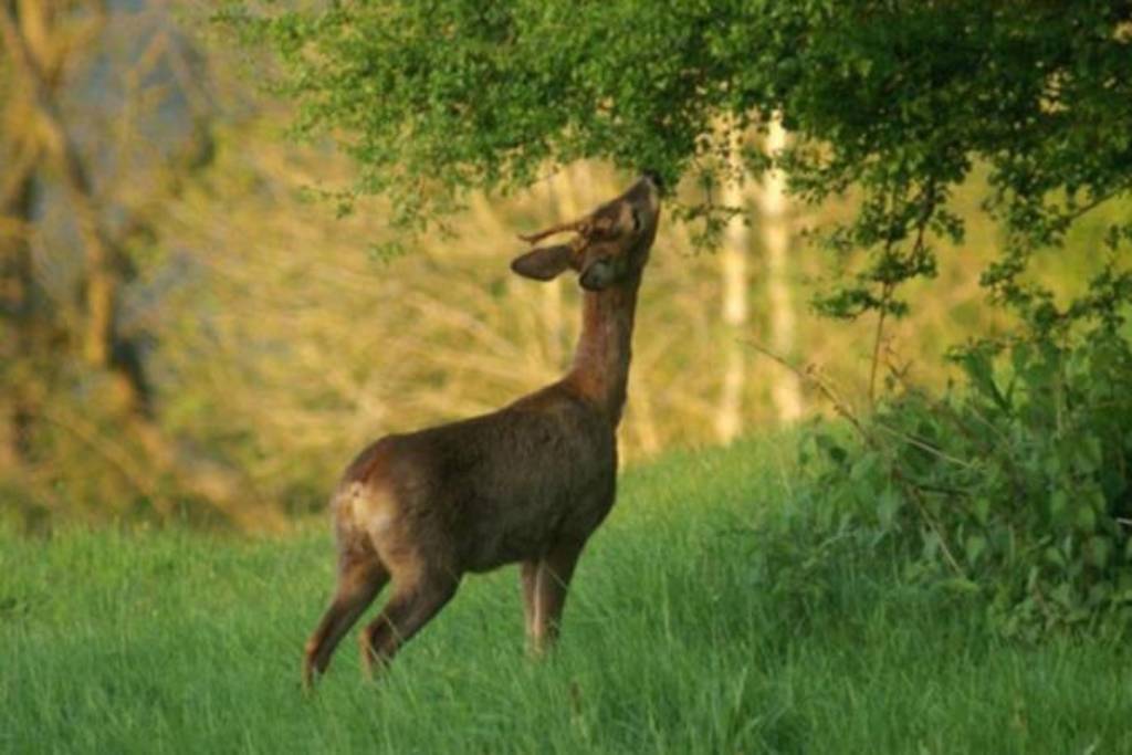 Arcadia Cabin in Gloucestershire Canopy & Stars