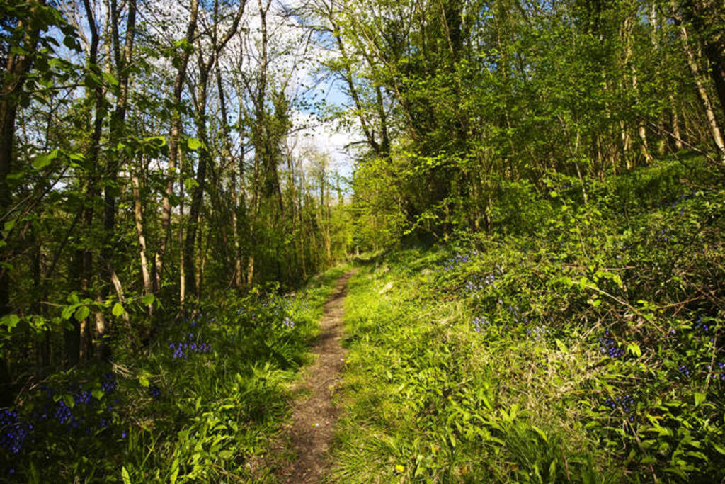 Arcadia Cabin in Gloucestershire Canopy & Stars