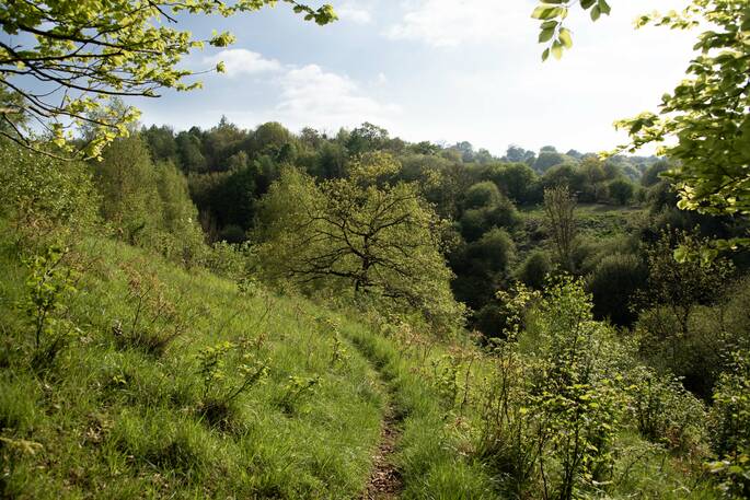 Butterfly Meadow from woods