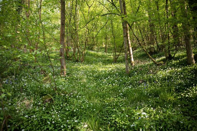 field of wild garlic
