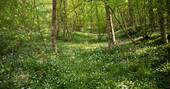 field of wild garlic