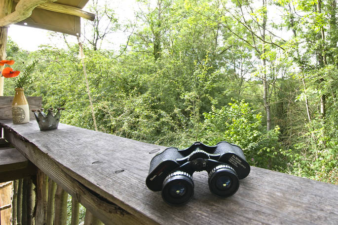 Stand outside Yurt Reynolds and use the binoculars to spot the wildlife at Westley Farm 