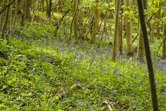 Westley Farm bluebells in Gloucestershire 