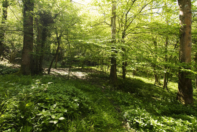 Yurt Reynolds woodland at Westley Farm in Gloucestershire 
