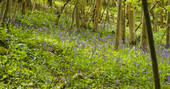 Take a walk through the bluebells at Westley Farm in Gloucestershire 