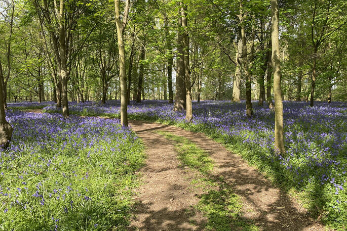 Bluebell walk