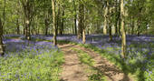 Bluebell walk