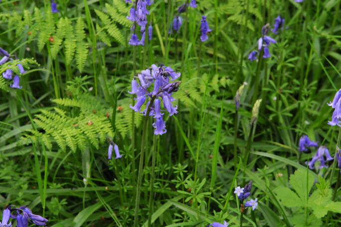 bluebells closeup