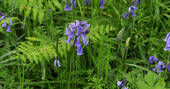 bluebells closeup
