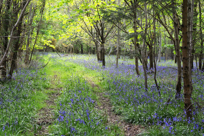 Bluebells lima and posey