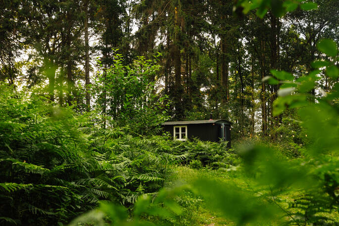hut in the woods
