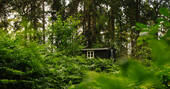 hut in the woods