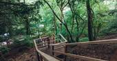 Steps up to treehouse