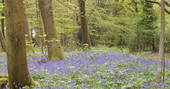 Beautiful bluebell fields at Adhurst, Hampshire