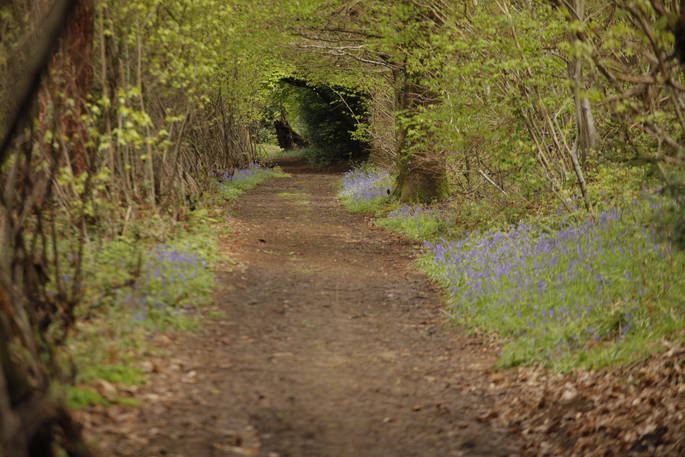 Path of wild bluebells at Adhurst
