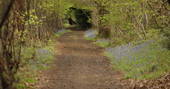 Path of wild bluebells at Adhurst