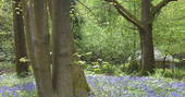 Birch yurt surrounded by fields of bluebells
