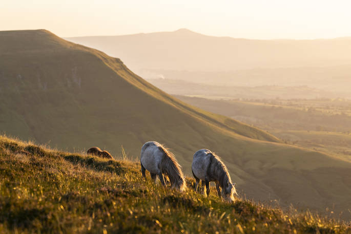 Cynefin Retreat horses, Clifford, Hereford, Herefordshire, England - by Alex Treadway