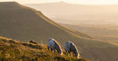 Cynefin Retreat horses, Clifford, Hereford, Herefordshire, England - by Alex Treadway