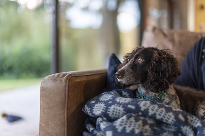 Hazel Cabin - dog, Clifford, Hereford, Herefordshire, England - by Alex Treadway