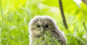 Cynefin Retreat owlet, Clifford, Hereford, Herefordshire, England - by Alex Treadway