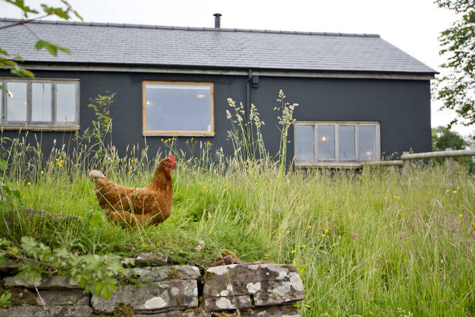 The Nook cabin chicken at Kaya at Blackhill Farm, Craswall, Herefordshire