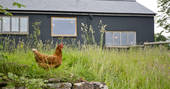 The Nook cabin chicken at Kaya at Blackhill Farm, Craswall, Herefordshire