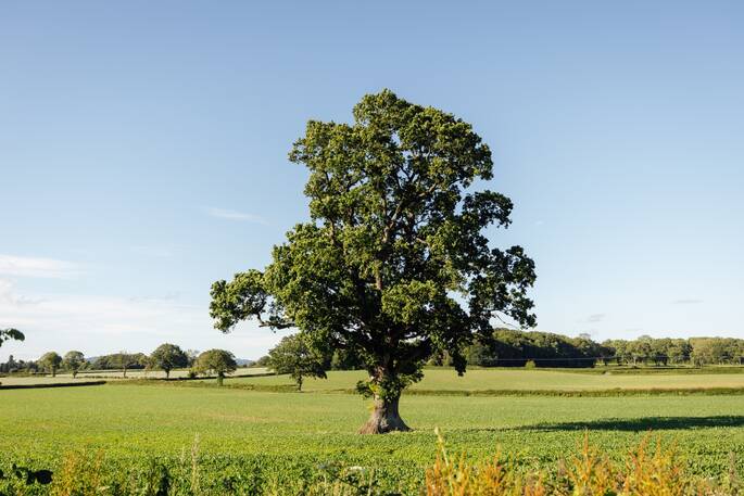17 Tree