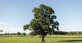 17 Tree
