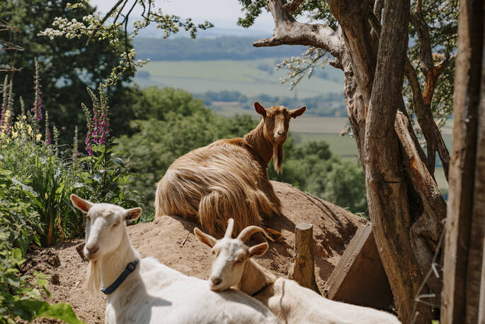 goats resting