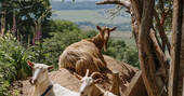 goats resting