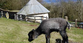 One of the resident goat outside The DugOut which blends into its surroundings at On the Hill in Herefordshire