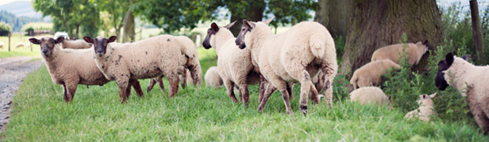 phistlebrook estate image