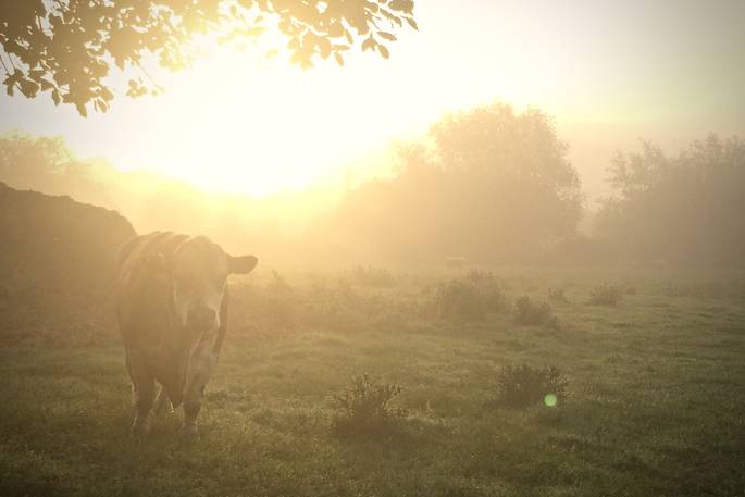 The Sipson wagon glamping, Vowchurch, Herefordshire