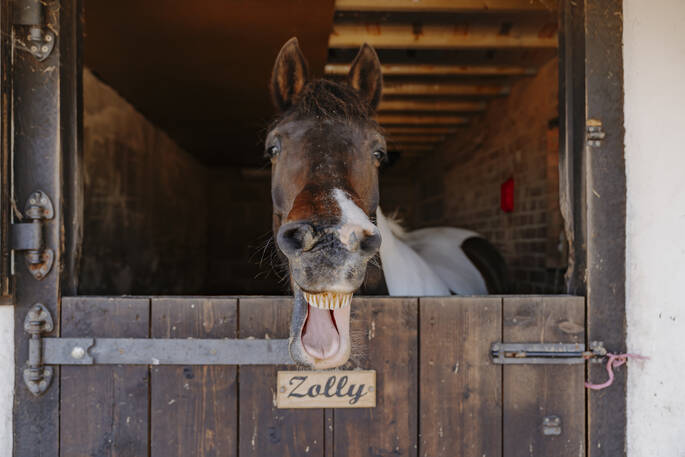 Zolly the horse