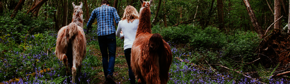 Llamas little brookstreet in kent