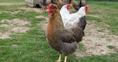 A flock of hens where you can collect fresh eggs at Sergeant Troy in Edenbridge, Kent