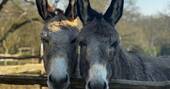 donkeys