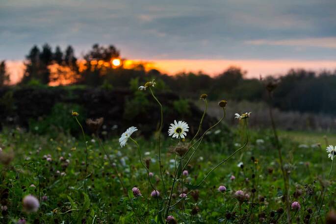 Flower meadow