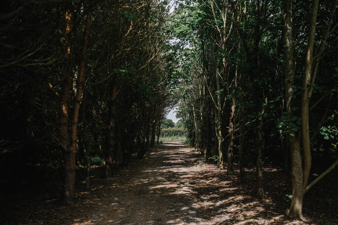 Box & Birch pathway