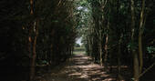 Box & Birch pathway