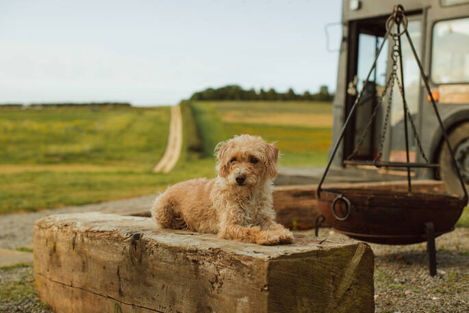 14 - Dog by fire pit