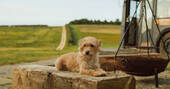 14 - Dog by fire pit